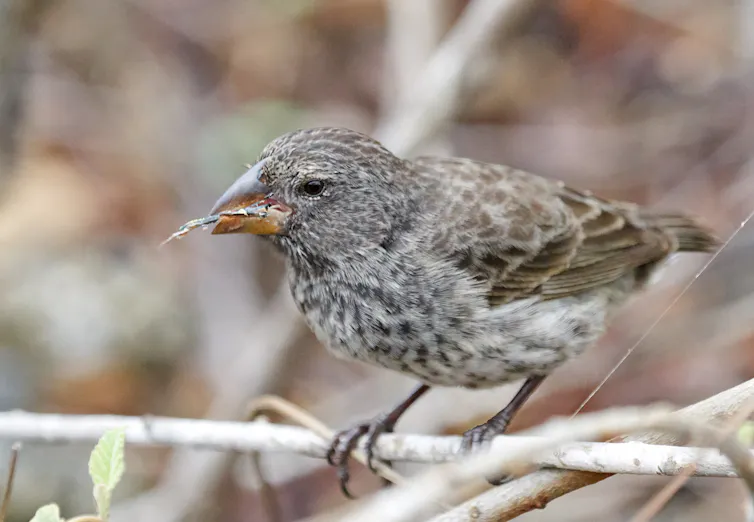 Pinzón de Darwin