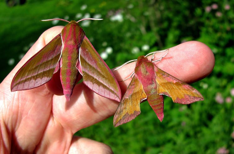 Two pink and brown moths sitting on a hand