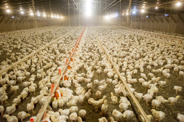 Chickens in poultry house in Maryland