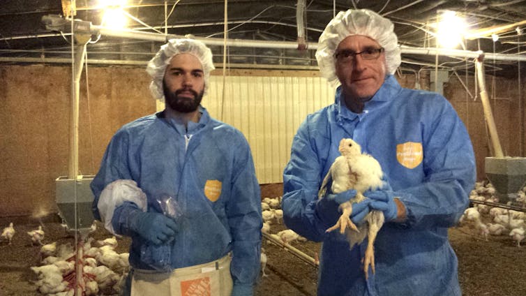 Penn State biologist Andrew Read holds chicken at poultry farm