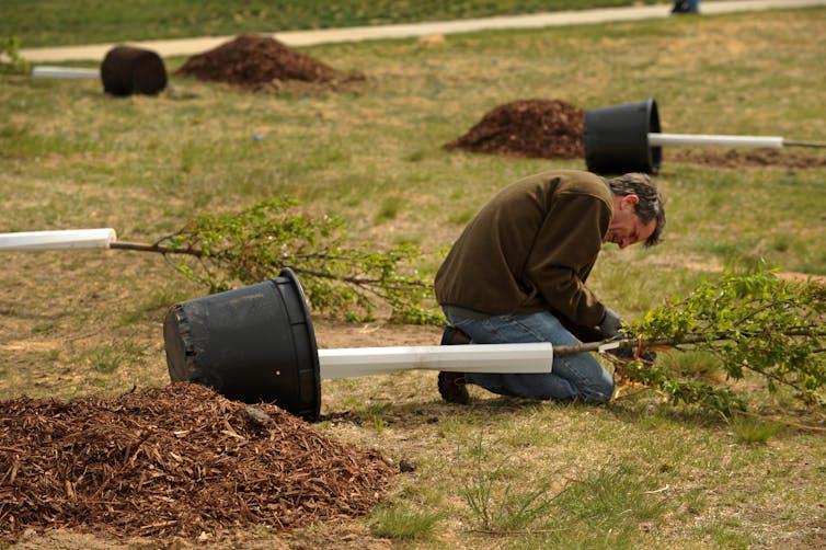 A man in jeans and a jacket kneels next to a small tree that's lying on its side in preparation for being planted. Several other ready-to-plant trees are in the background.