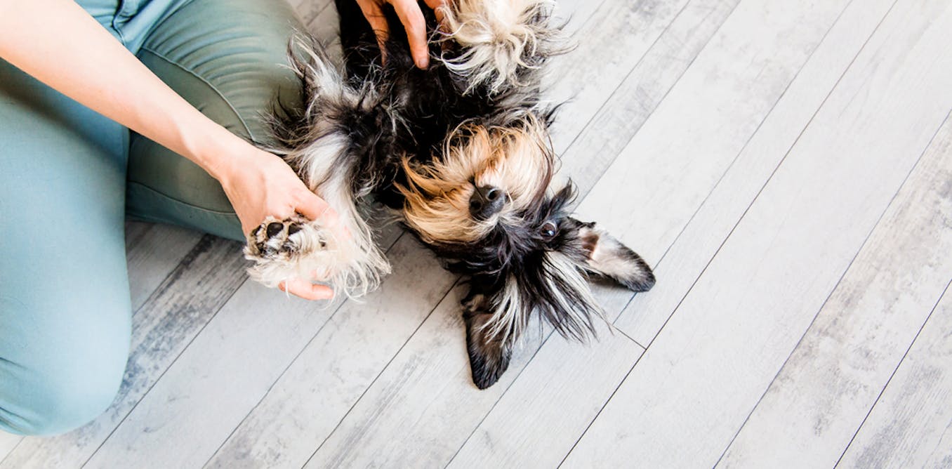 At home with your dog? 3 ways to connect and lift your spirits