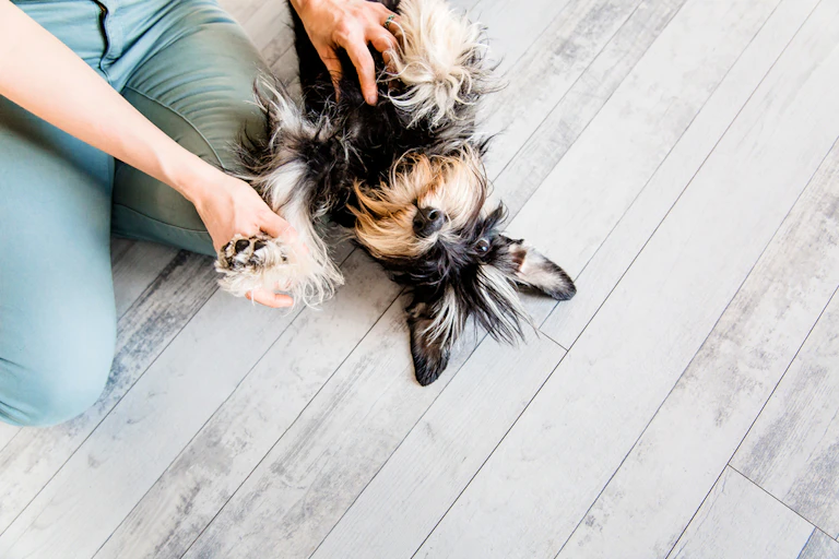 Dog owner tickling dog on floor