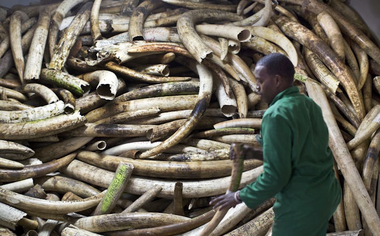 Man with pile of elephant tusks