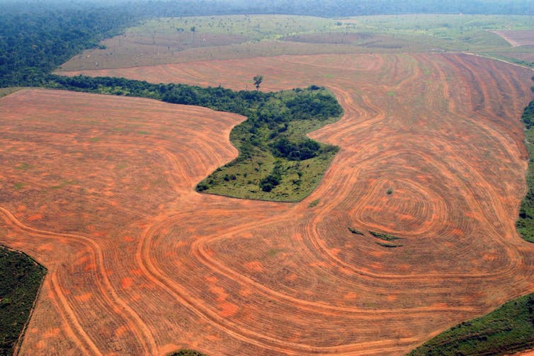 bare earth with small patch of trees