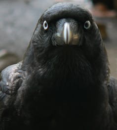 raven beak front view