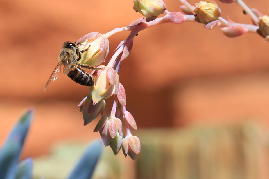 Bee hanging on a flower