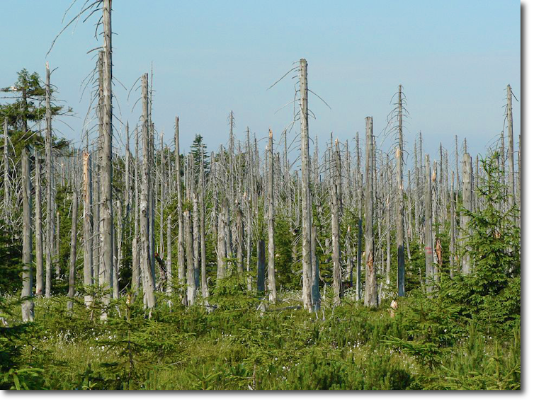 Bare tree trunks rise above a vegetated forest floor