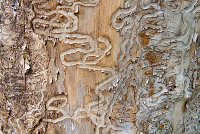 Tree marked by curving grooves in wood.