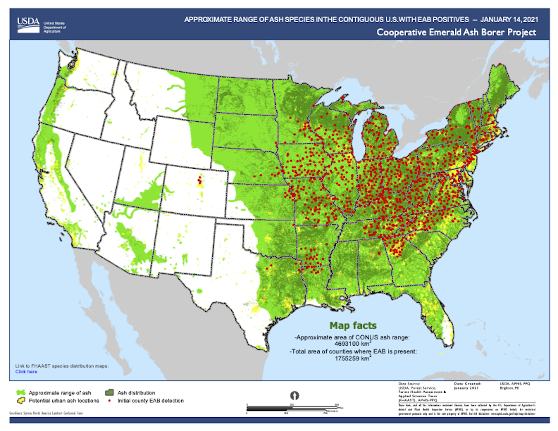 The Invasive Emerald Ash Borer Has Destroyed Millions Of Trees   File 20210825 23 1ukonjt 