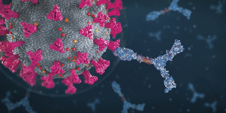 Illustration of antibodies attacking coronavirus particle