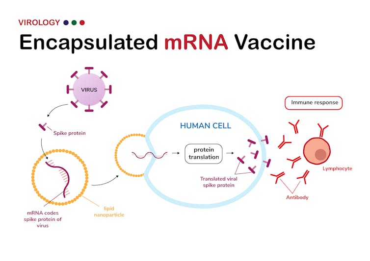 Diagram shows encapsulated mRNA that codes for spike protein of coronavirus