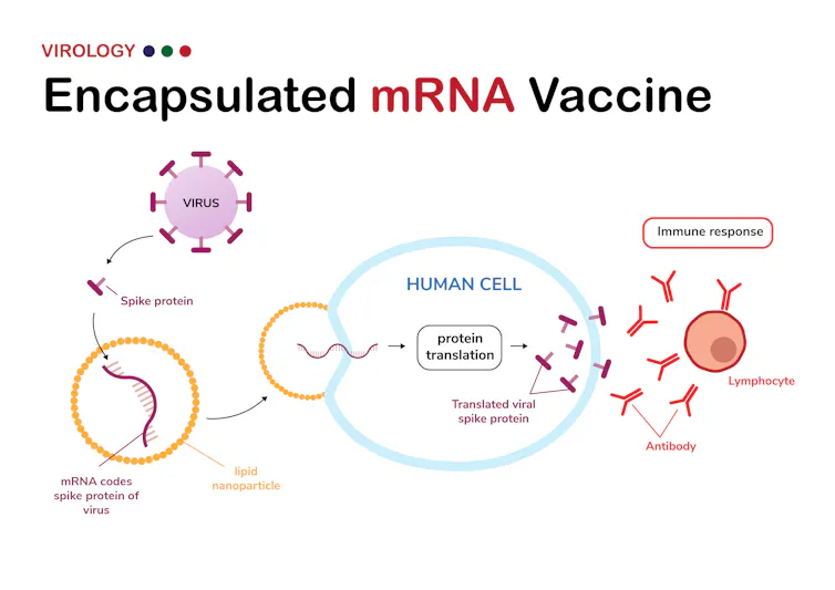 Diagram shows encapsulated mRNA that codes for spike protein of coronavirus