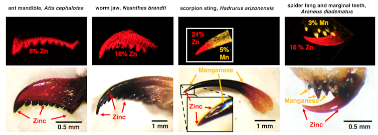 Zinc-infused proteins are the secret that allows scorpions, spiders and ants to puncture tough skin
