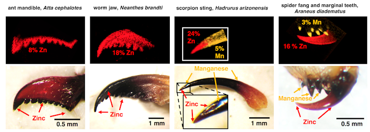 Images of heavy elements in ant, worm, scorpion and spider 'tools' above photos of the same things