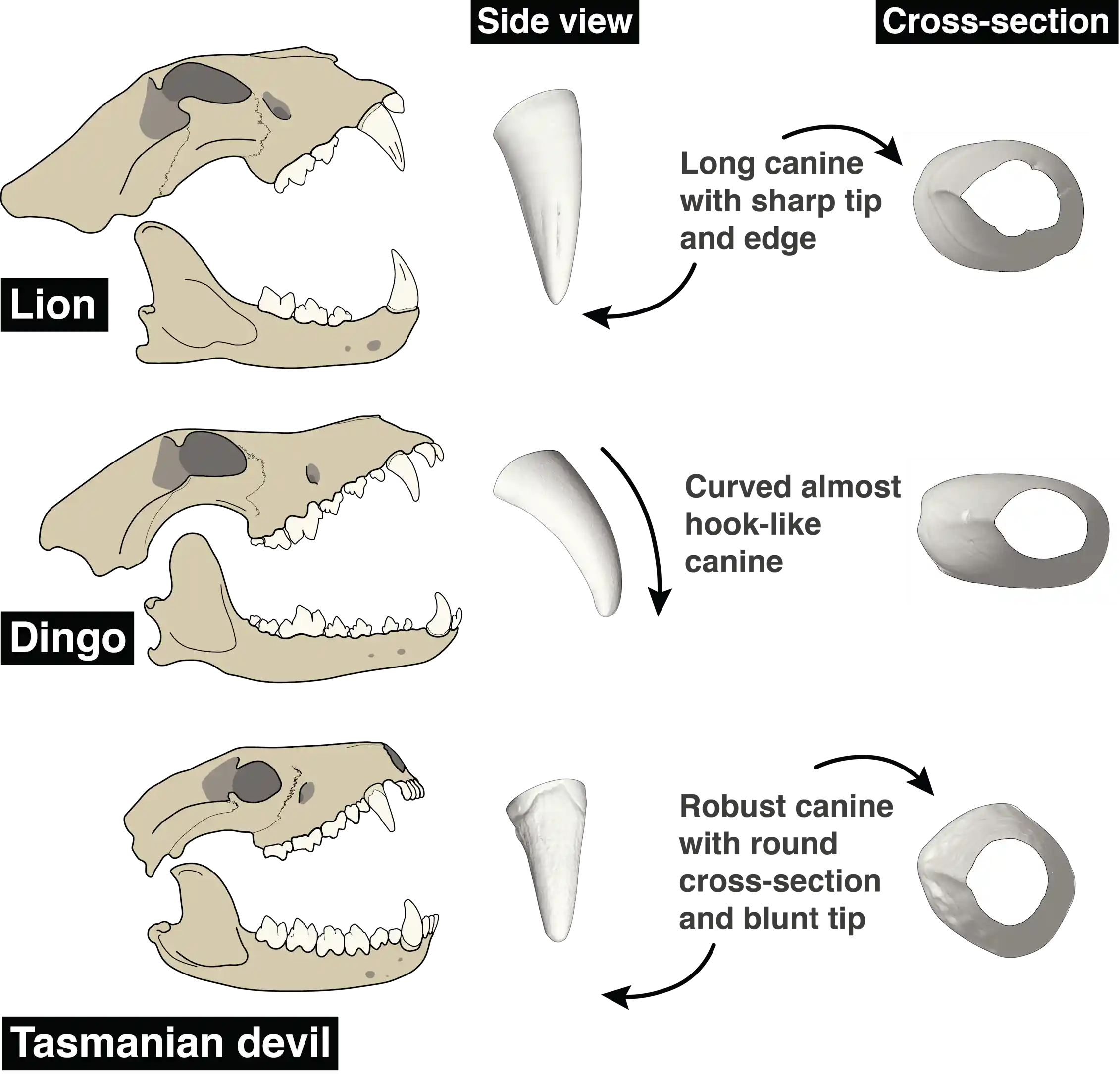 How carnivorous mammals’ canines evolved to make them killers – Monash Lens