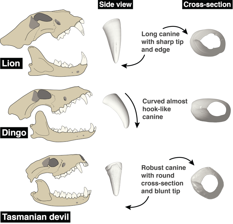 how the canine teeth of carnivorous mammals evolved to make them super-killers