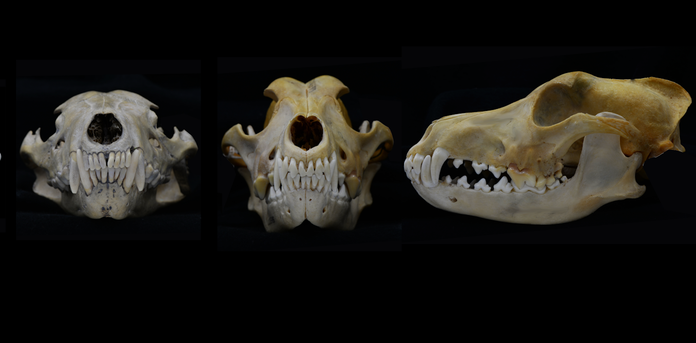 Jaws of death: how the canine teeth of carnivorous mammals evolved to make  them super-killers