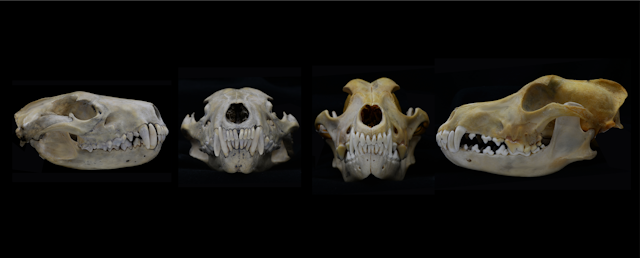 skulls and teeth on black background