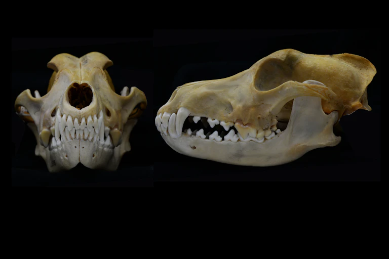 skulls and teeth on black background