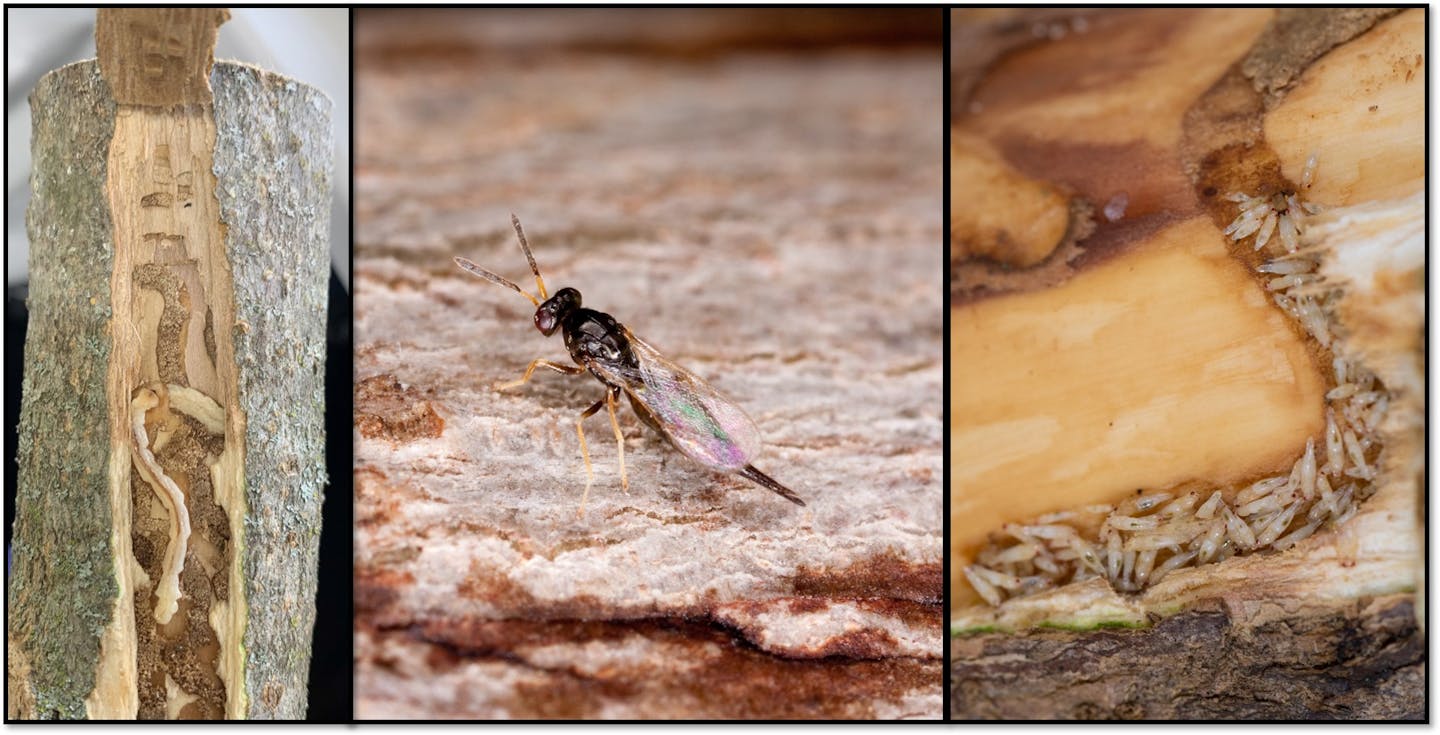 Ash borer larva and a wasp species that preys on it.