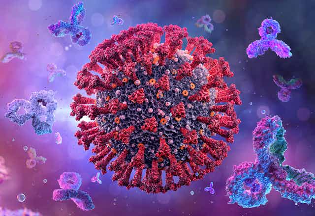 Monoclonal antibodies attacking the coronavirus