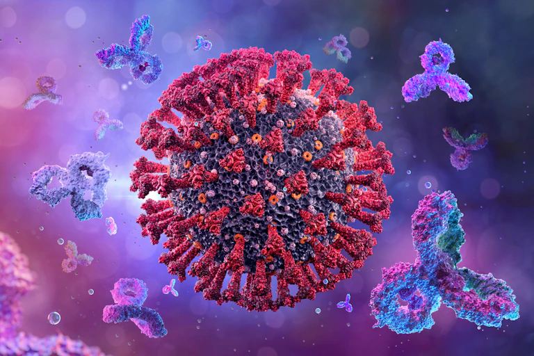 Monoclonal antibodies attacking the coronavirus