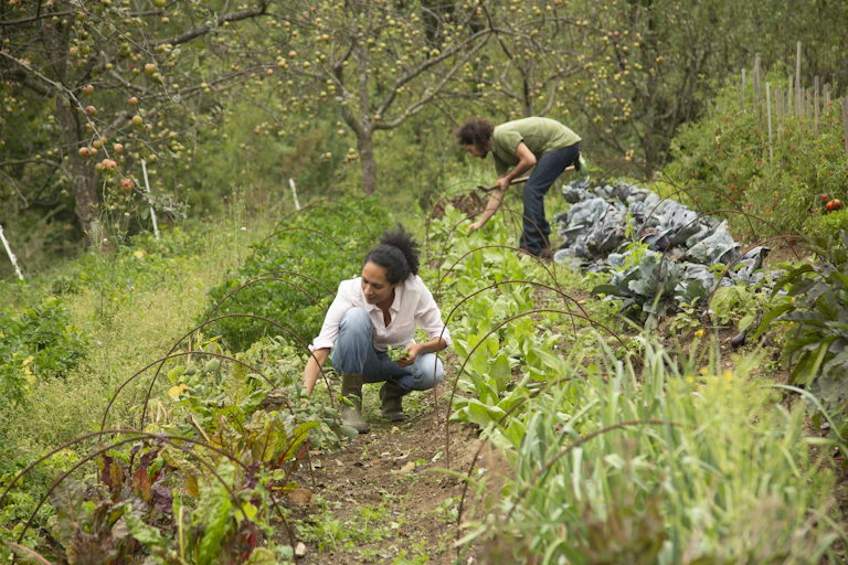 Young couple working on a vegetable garden.