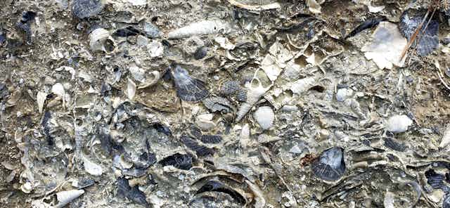 Bed of fossil molluscs in New Zealand
