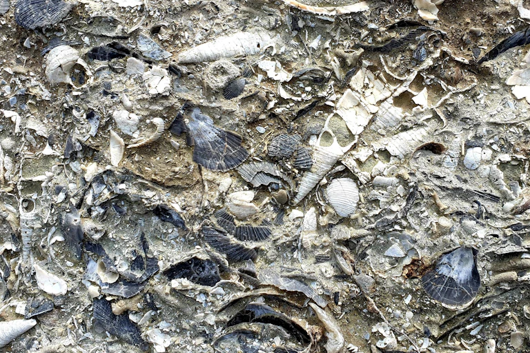 Bed of fossil molluscs in New Zealand