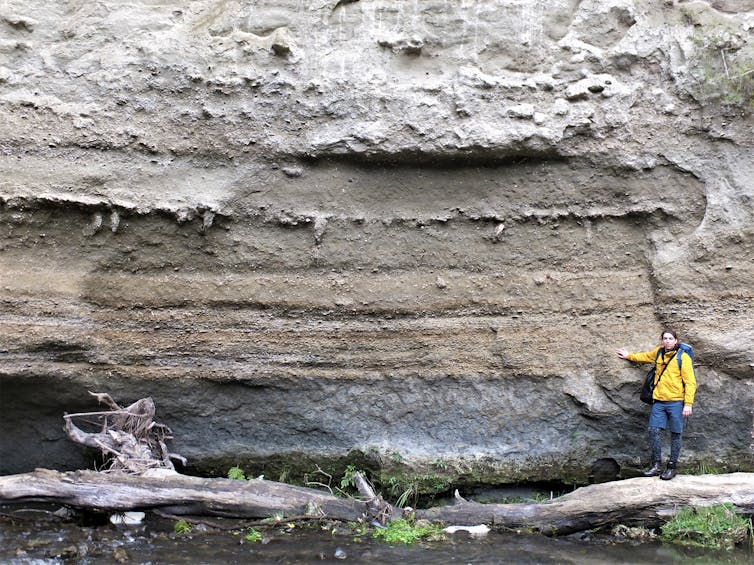 A layer of fossil molluscs along the banks of the Rangitikei River in a New Zealand fieldsite