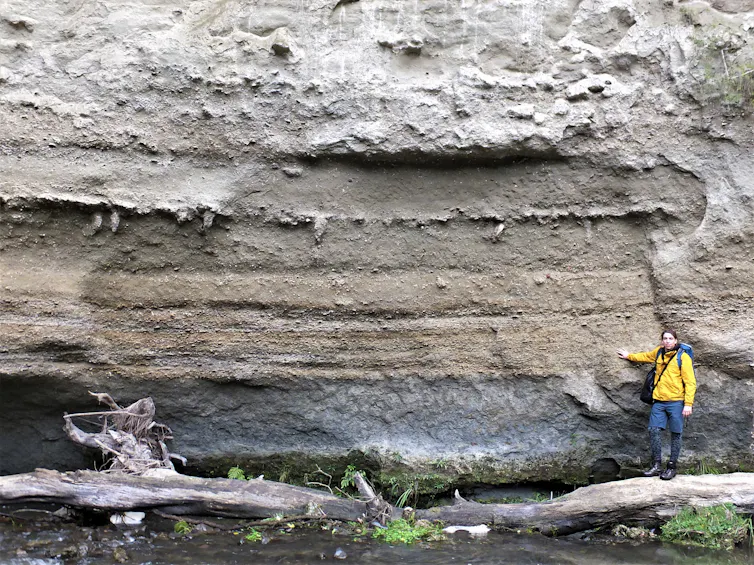 A layer of fossil molluscs along the banks of the Rangitikei River in a New Zealand fieldsite
