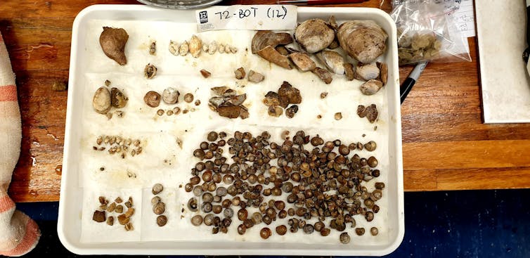 Examples of marine fossils held in New Zealand's fossil collection.
