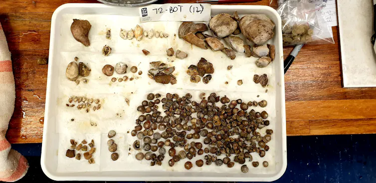Examples of marine fossils held in New Zealand's fossil collection.