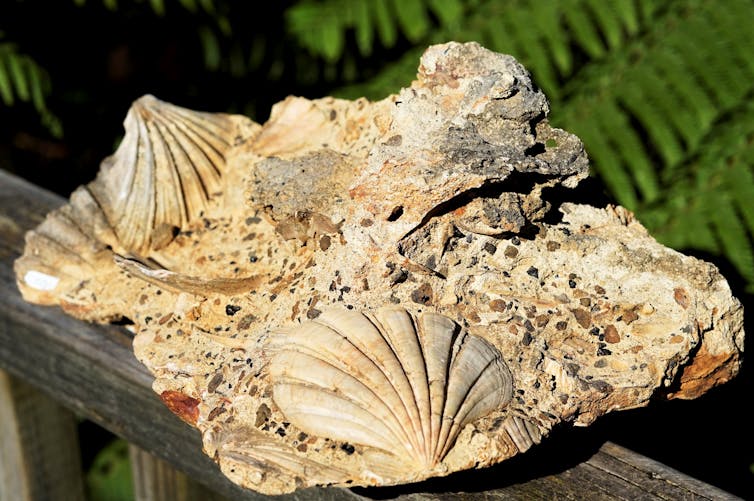 Fossilised scallops from the Chatham Islands, New Zealand