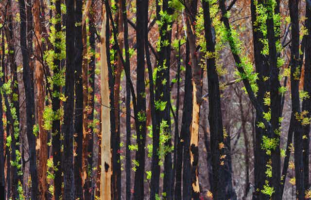 Bright green bushfire regrowth on blackened tree trunks