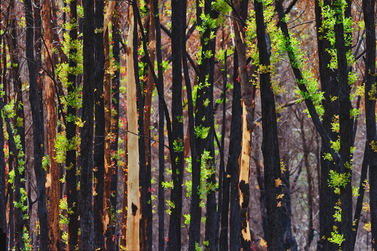 Bright green bushfire regrowth on blackened tree trunks