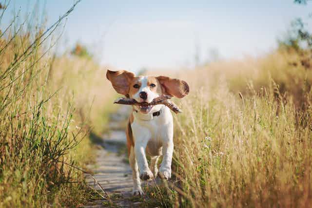 Beagle running down a country path with a stick in its mouth.