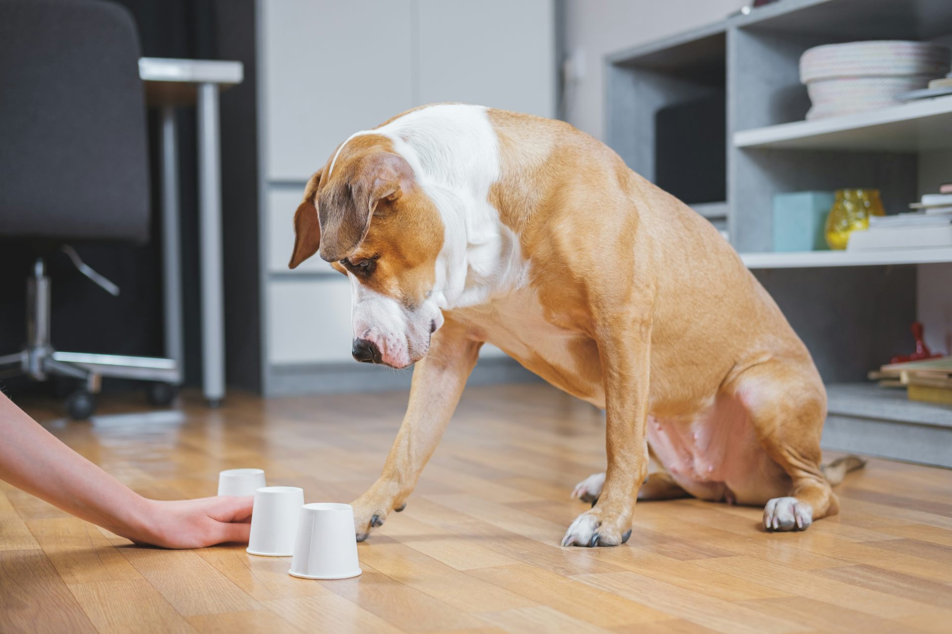 A dog looking for a hidden treat in three cups on the floor. He has his paw placed on one of them.