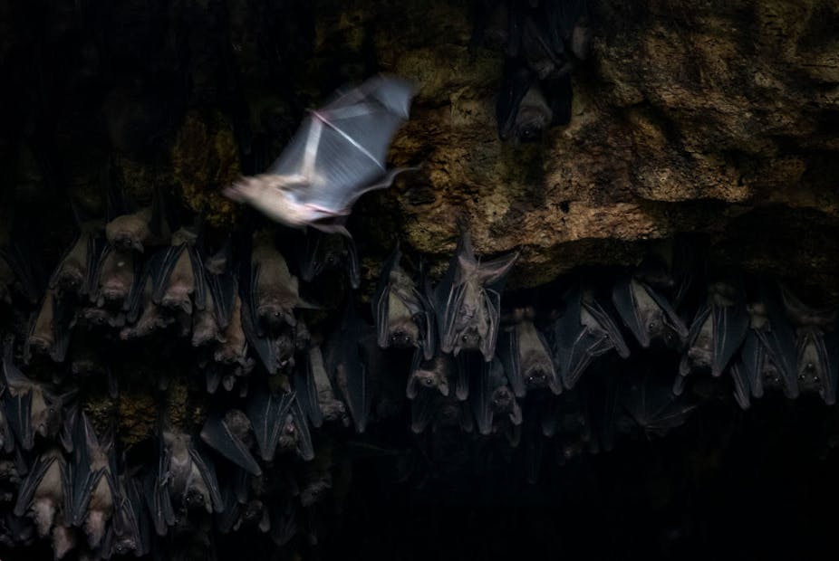 A bat flying while others hang upside down