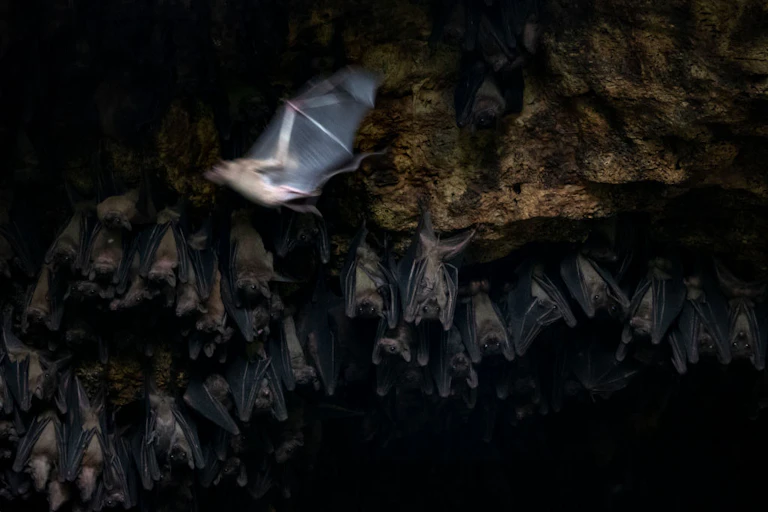 A bat flying while others hang upside down