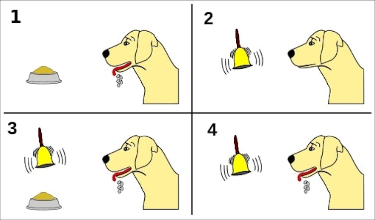An image showing a dog salivating when offered food, not salivating when a bell is rung, then salivating when a bell is rung and food is offered and finally salivating when just a bell is rung.