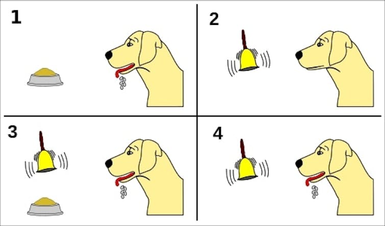 An image showing a dog salivating when offered food, not salivating when a bell is rung, then salivating when a bell is rung and food is offered and finally salivating when just a bell is rung.