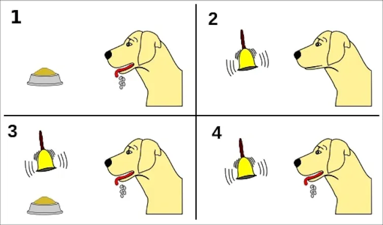 An image showing a dog salivating when offered food, not salivating when a bell is rung, then salivating when a bell is rung and food is offered and finally salivating when just a bell is rung.