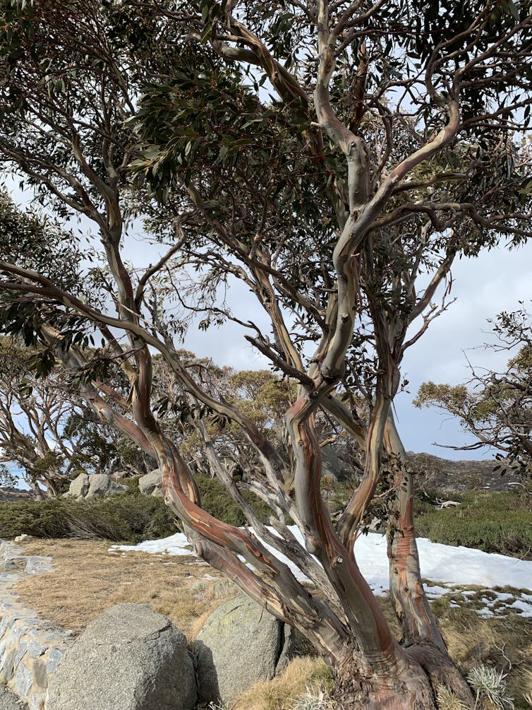 1,600 years ago, climate change hit the Australian Alps. We studied ancient lake mud to learn what happened