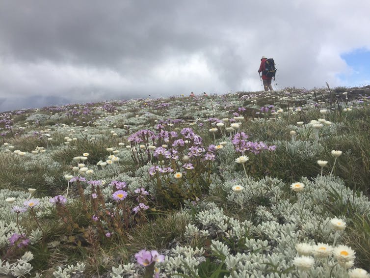 1,600 years ago, climate change hit the Australian Alps. We studied ancient lake mud to learn what happened