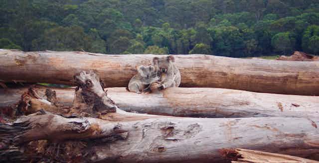 two koalas huddle on pile of logs 
