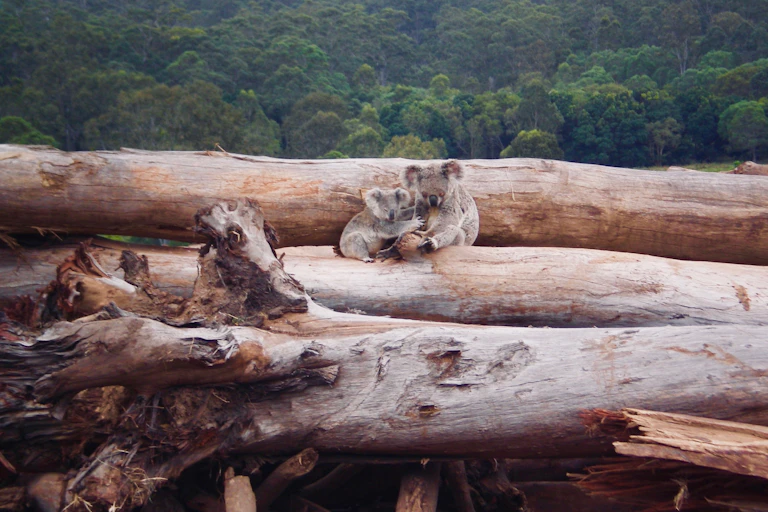 two koalas huddle on pile of logs