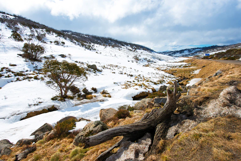 Patches of snow on brown alpine bush