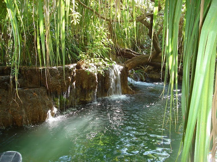 Flora Springs in the NT.